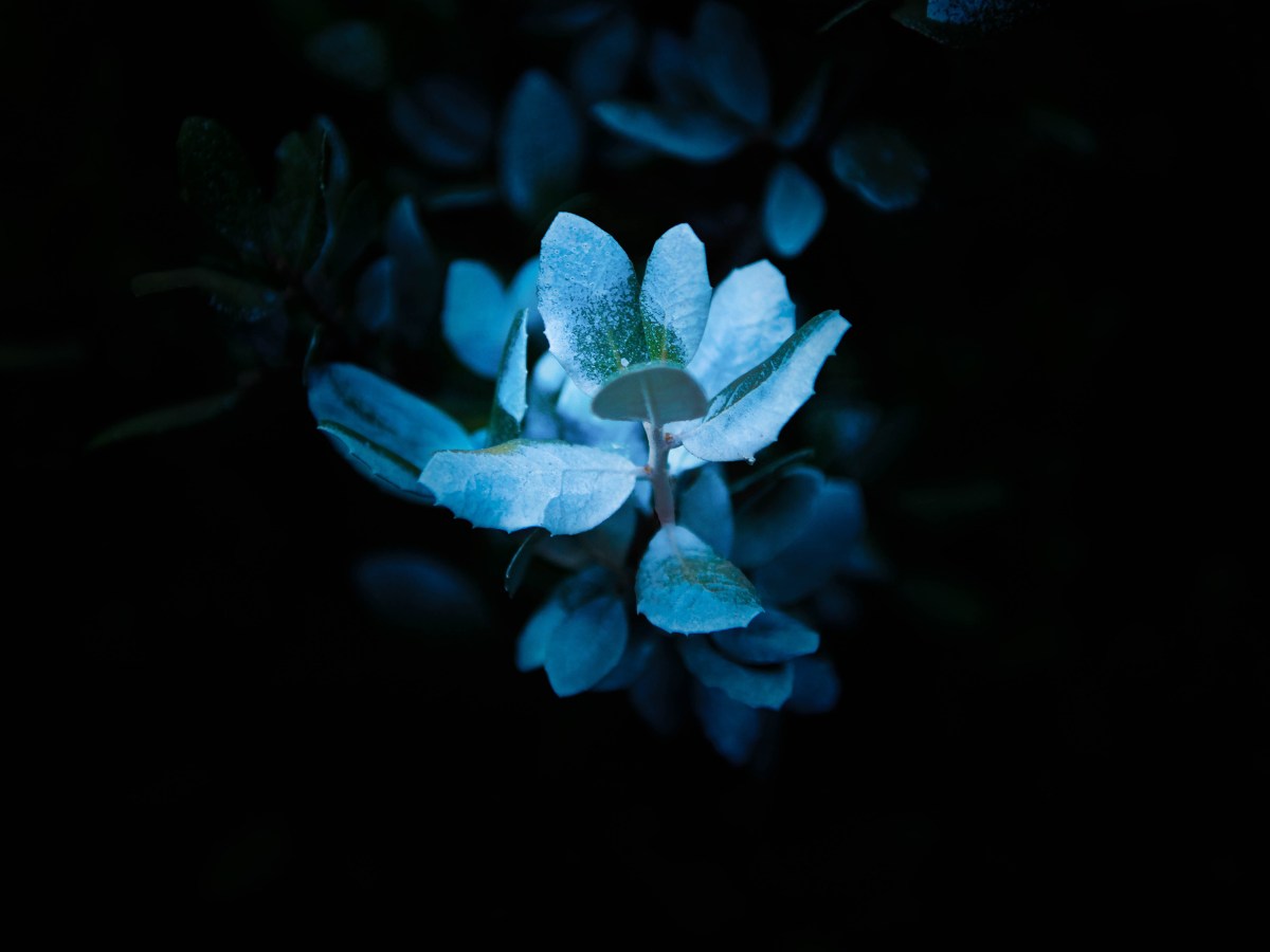 Vol 1.0 – ANZCA Edition&nbsp;2010